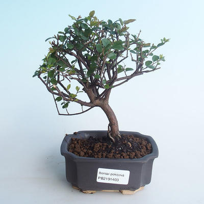Kryty bonsai - Sagerécie thea - Sagerécie thea 414-PB2191403 - 1