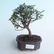 Kryty bonsai - Sagerécie thea - Sagerécie thea 414-PB2191403 - 1/4
