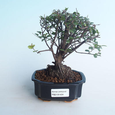Kryty bonsai - Sagerécie thea - Sagerécie thea 414-PB2191404 - 1