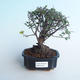 Kryty bonsai - Sagerécie thea - Sagerécie thea 414-PB2191404 - 1/4