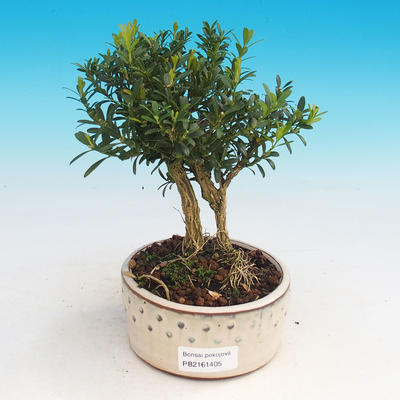bonsai Room - Buxus harlandii - 1