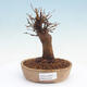 Outdoor bonsai - Buergerianum Maple - Burger Maple - 1/5