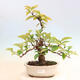 Outdoor bonsai - Pseudocydonia sinensis - Pigwa chińska - 1/6