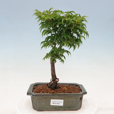 Outdoor bonsai - Acer palmatum SHISHIGASHIRA- Klon drobnolistny - 1