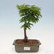 Outdoor bonsai - Acer palmatum SHISHIGASHIRA- Klon drobnolistny - 1/3