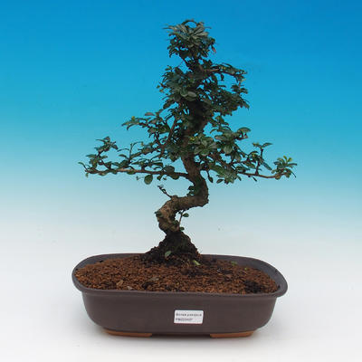 Pokój bonsai - Carmona macrophylla - herbata fuki - 1