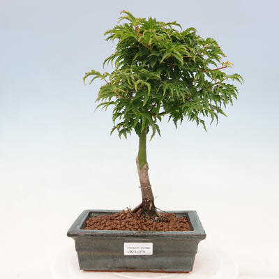 Outdoor bonsai - Acer palmatum SHISHIGASHIRA- Klon drobnolistny - 1