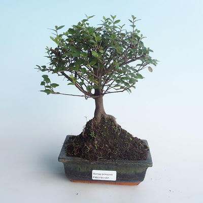 Kryty bonsai - Sagerécie thea - Sagerécie thea 414-PB2191407 - 1