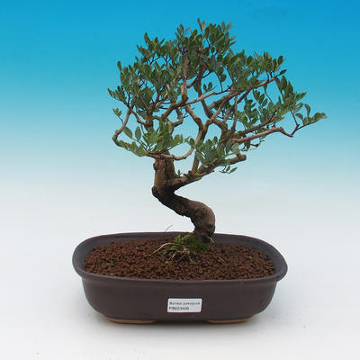 Pokój bonsai-pistacje - 1
