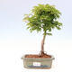 Outdoor bonsai - Acer palmatum SHISHIGASHIRA- Klon drobnolistny - 1/2