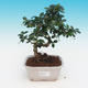 bonsai Room - Carmona macrophylla - Tea Fuki - 1/5
