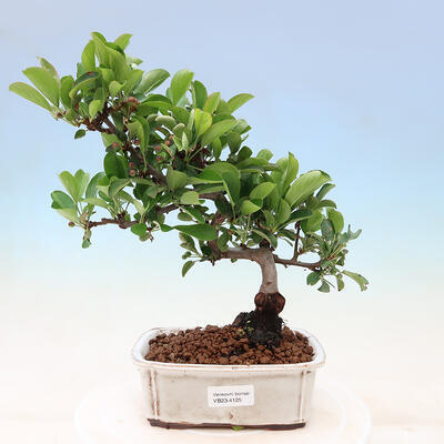 Outdoor bonsai - Malus sargentii - Drobnoowocowa jabłoń - 1