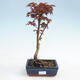Bonsai na zewnątrz - Acer palmatum Shishigashira - 1/3