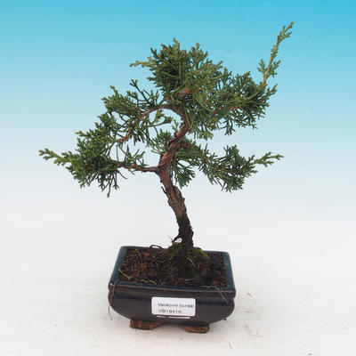 Outdoor bonsai Juniperus-chinenssis-jałowiec chiński