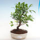 Kryty bonsai - Ficus retusa - ficus drobnolistny - 1/2