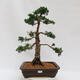 Outdoor bonsai - Juniperus chinensis Kishu - chiński jałowiec - 1/4
