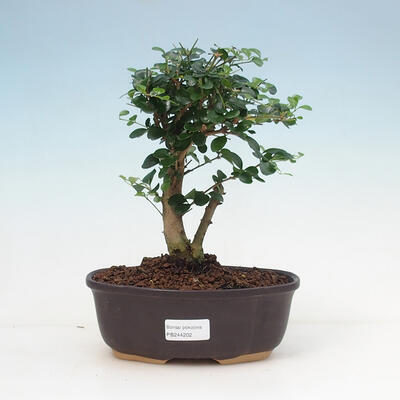 Kryty bonsai -Ligustrum retusa - dziób ptaka drobnolistnego - 1