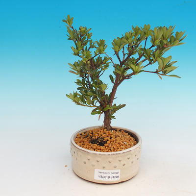 Outdoor bonsai - Rhododendron sp. Z oo - Azalia różowa - 1