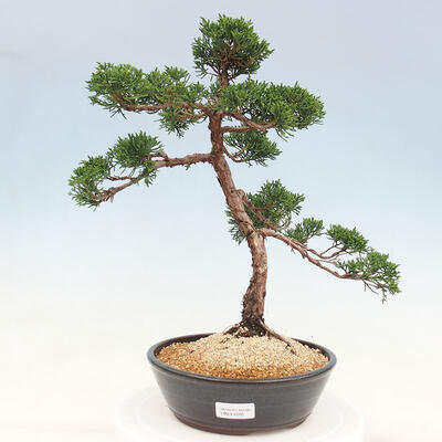 Outdoor bonsai - Juniperus chinensis Kishu - chiński jałowiec - 1