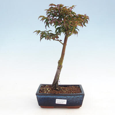 Bonsai na zewnątrz - Acer palmatum Shishigashira - 1