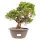 Outdoor bonsai - Juniperus chinensis Itoigawa-jałowiec chiński - 1/5