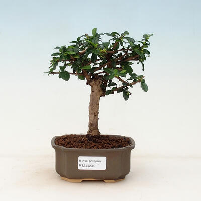 Kryty bonsai - Carmona macrophylla - Tea fuki - 1