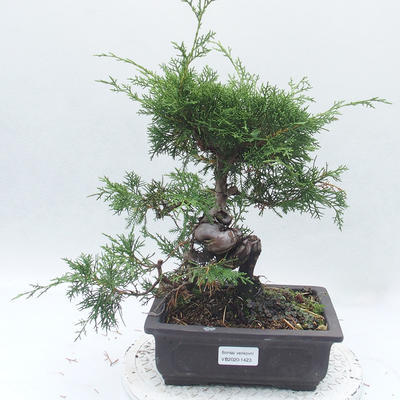 Outdoor bonsai - Juniperus chinensis Itoigawa - chiński jałowiec - 1