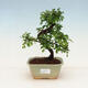 Kryty bonsai - Ulmus parvifolia - Wiąz mały liść - 1/3