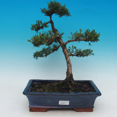 Bonsai na świeżym powietrzu - Juniperus chinensis - chiński jałowiec