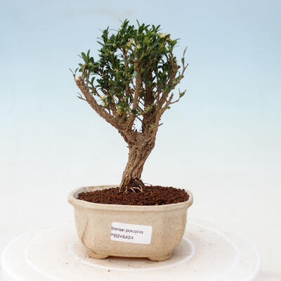 Pokój Bonsai - Buxus harlandii - Bukszpan korkowy - 1