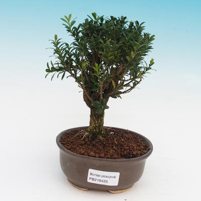 bonsai Room - Buxus harlandii - zakorkowany buxus - 1