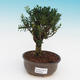 bonsai Room - Buxus harlandii - zakorkowany buxus - 1/4