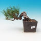 Outdoor bonsai-Pinus thunbergii - Thunberg Pine - 1/3