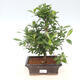 Bonsai do wnętrz - Gardenia jasminoides-Gardenia - 1/2