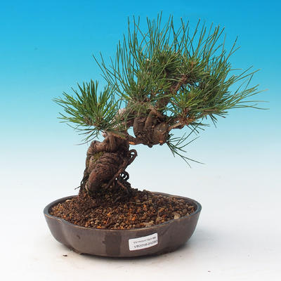 Outdoor bonsai-Pinus thunbergii - Thunberg Pine - 1