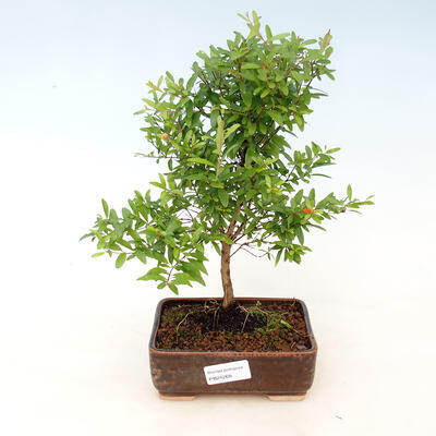 Pokój bonsai-PUNICA granatum nana-granat - 1