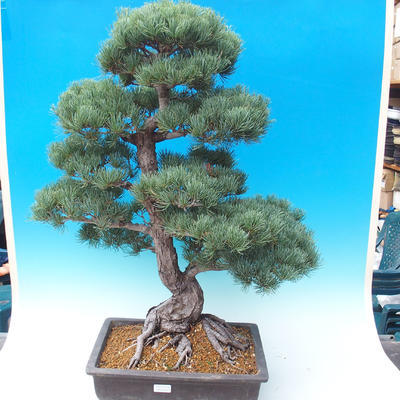 Outdoor bonsai - Pinus parviflora - Mała sosna - 1