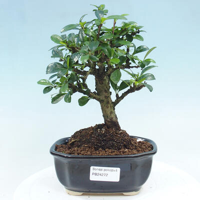 Mini miska bonsai 2 x 2 x 1,5 cm, kolor żółty - 1