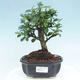 Mini miska bonsai 2 x 2 x 1,5 cm, kolor żółty - 1/3