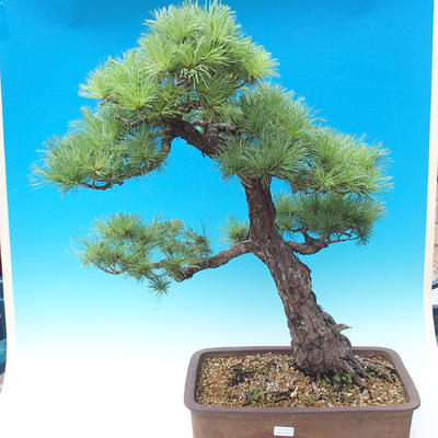 Outdoor bonsai - Pinus parviflora - Mała sosna - 1