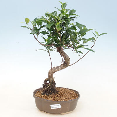 bonsai Room - kimmen Ficus - malolistý ficus - 1