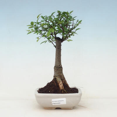 Kryty bonsai - Ulmus parvifolia - Wiąz mały liść - 1