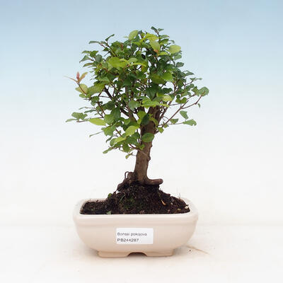 Kryty bonsai - Sagerécie thea - Sagerécie thea - 1