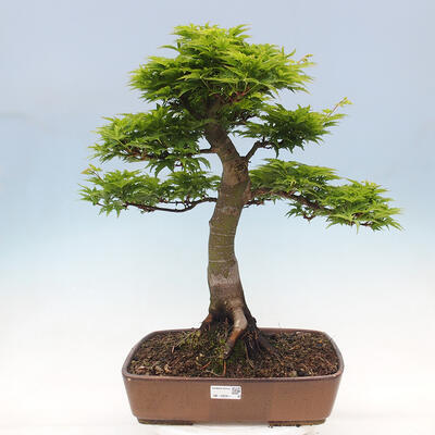 Outdoor bonsai - Acer palmatum Shishigashira - 1