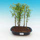 bonsai Room - uhdeii Fraxinus - pokój Ash - lasy - 1/2