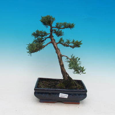 Bonsai na świeżym powietrzu - Juniperus chinensis - chiński jałowiec
