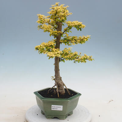 Kryty bonsai -Ligustrum Aurea - dziób ptaka - 1