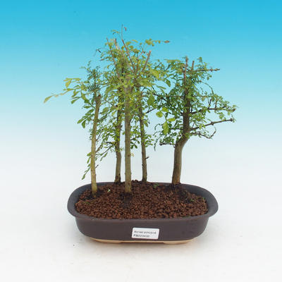 bonsai Room - uhdeii Fraxinus - pokój Ash - lasy - 1