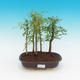 bonsai Room - uhdeii Fraxinus - pokój Ash - lasy - 1/2