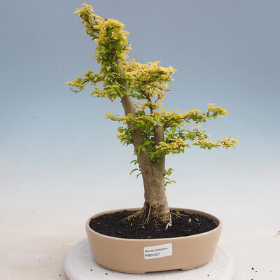 Kryty bonsai -Ligustrum Aurea - dziób ptaka - 1